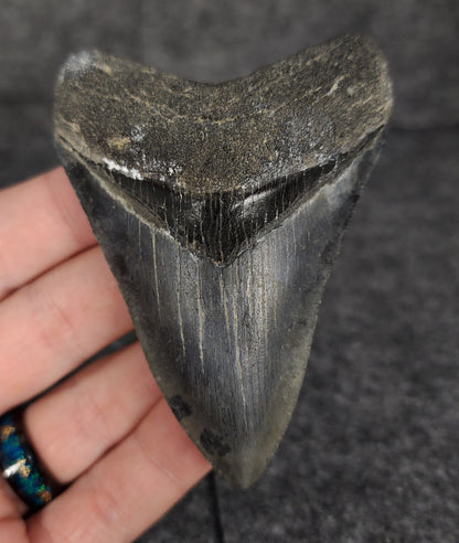 Serrated, 3.42" Fossil Megalodon Tooth - Venice, Florida