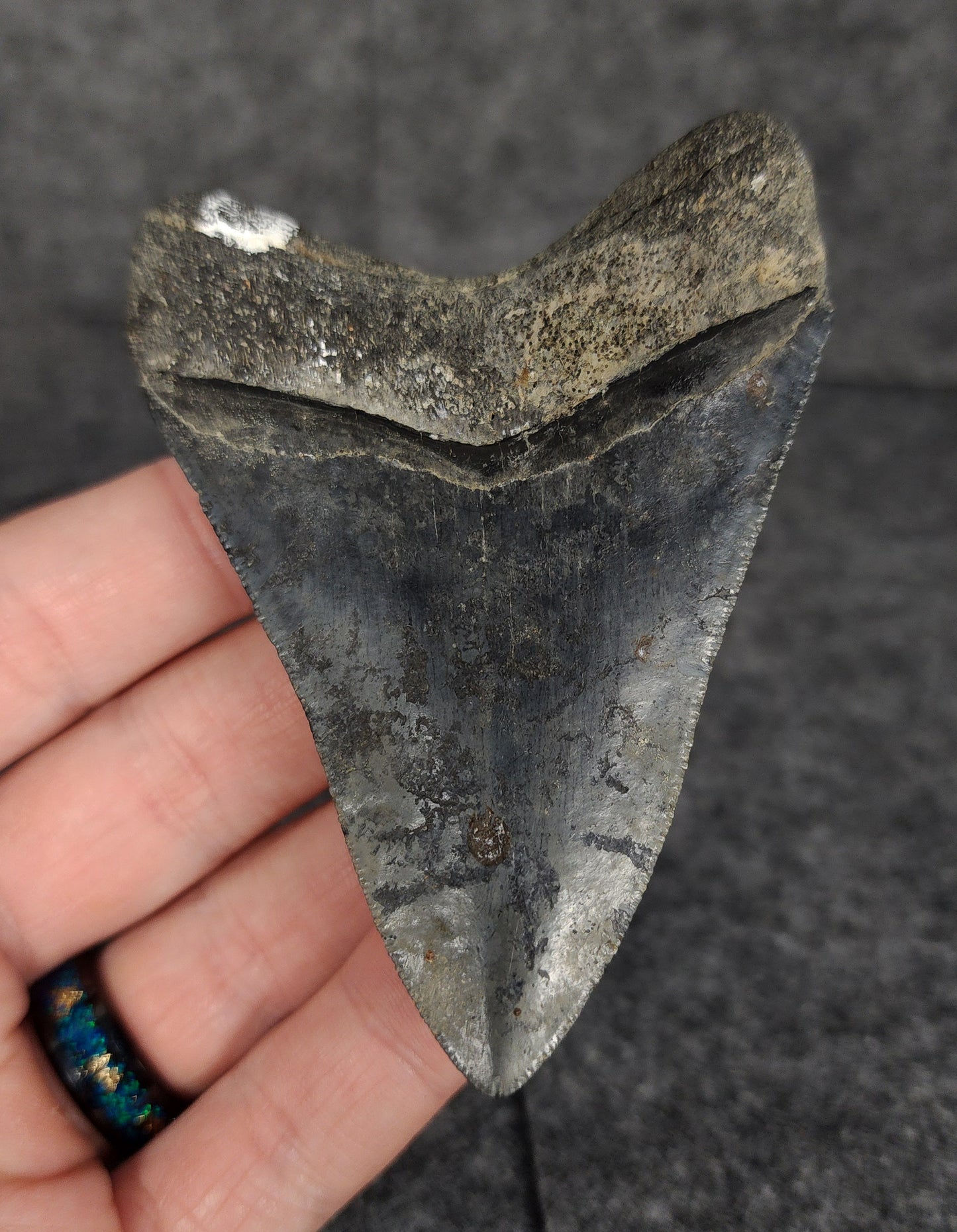 Serrated, 3.42" Fossil Megalodon Tooth - Venice, Florida