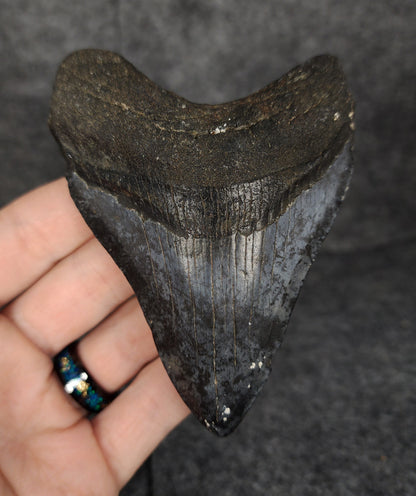 Authentic, 4.07" Fossil Megalodon Tooth - Venice, Florida