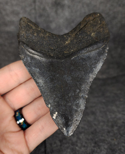 Authentic, 4.07" Fossil Megalodon Tooth - Venice, Florida