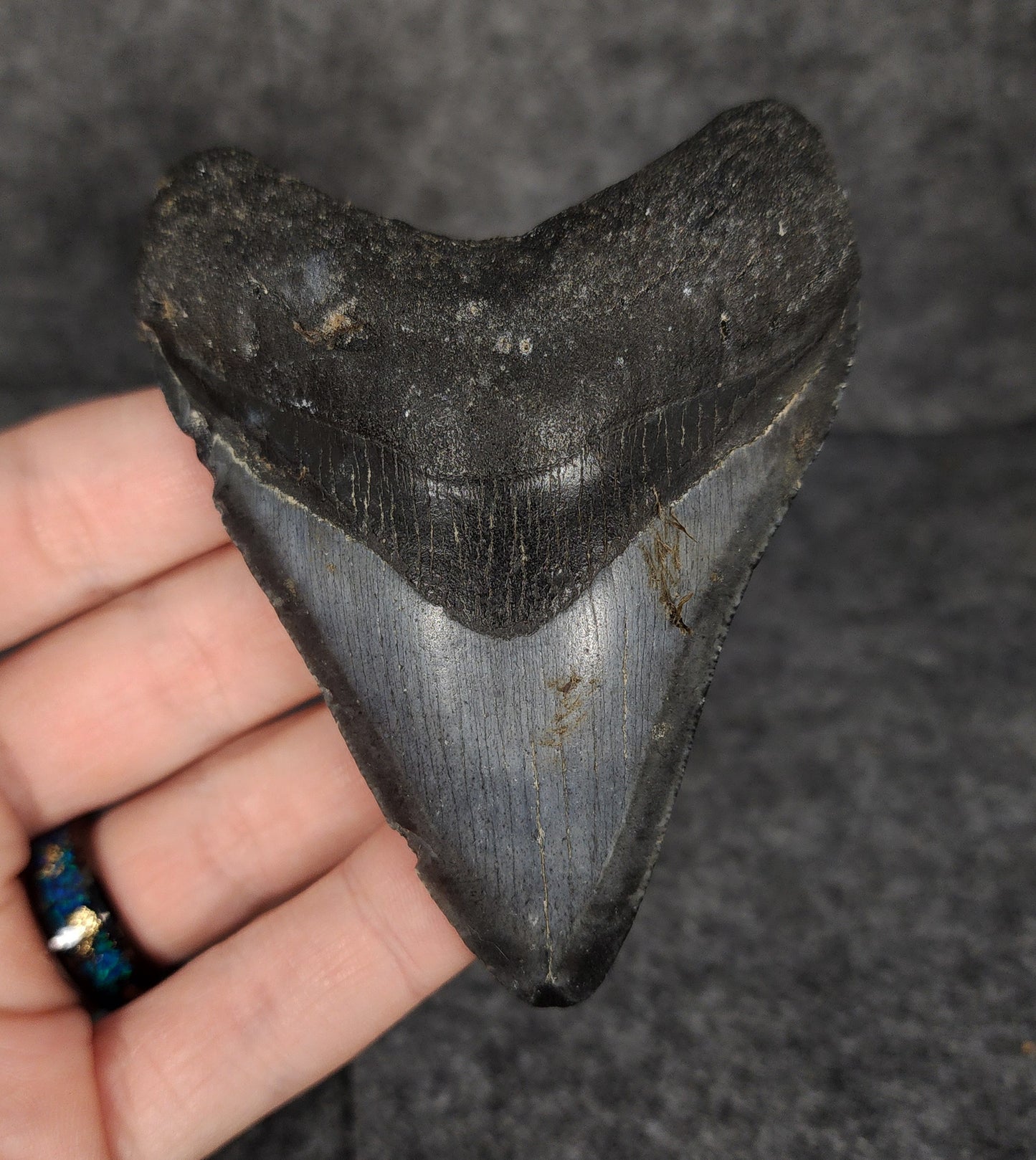 Authentic, 3.58" Fossil Megalodon Tooth - Venice, Florida