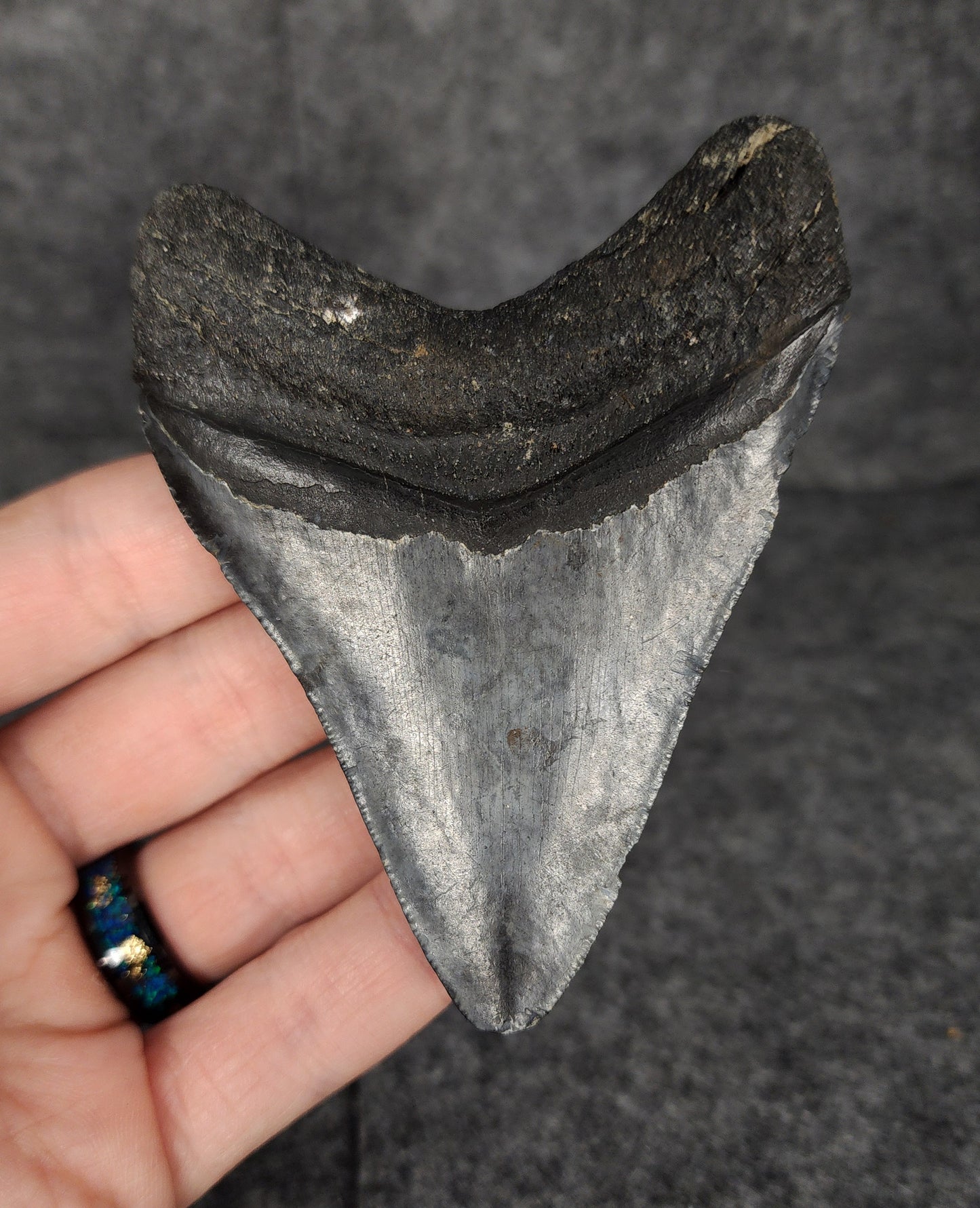 Authentic, 3.58" Fossil Megalodon Tooth - Venice, Florida