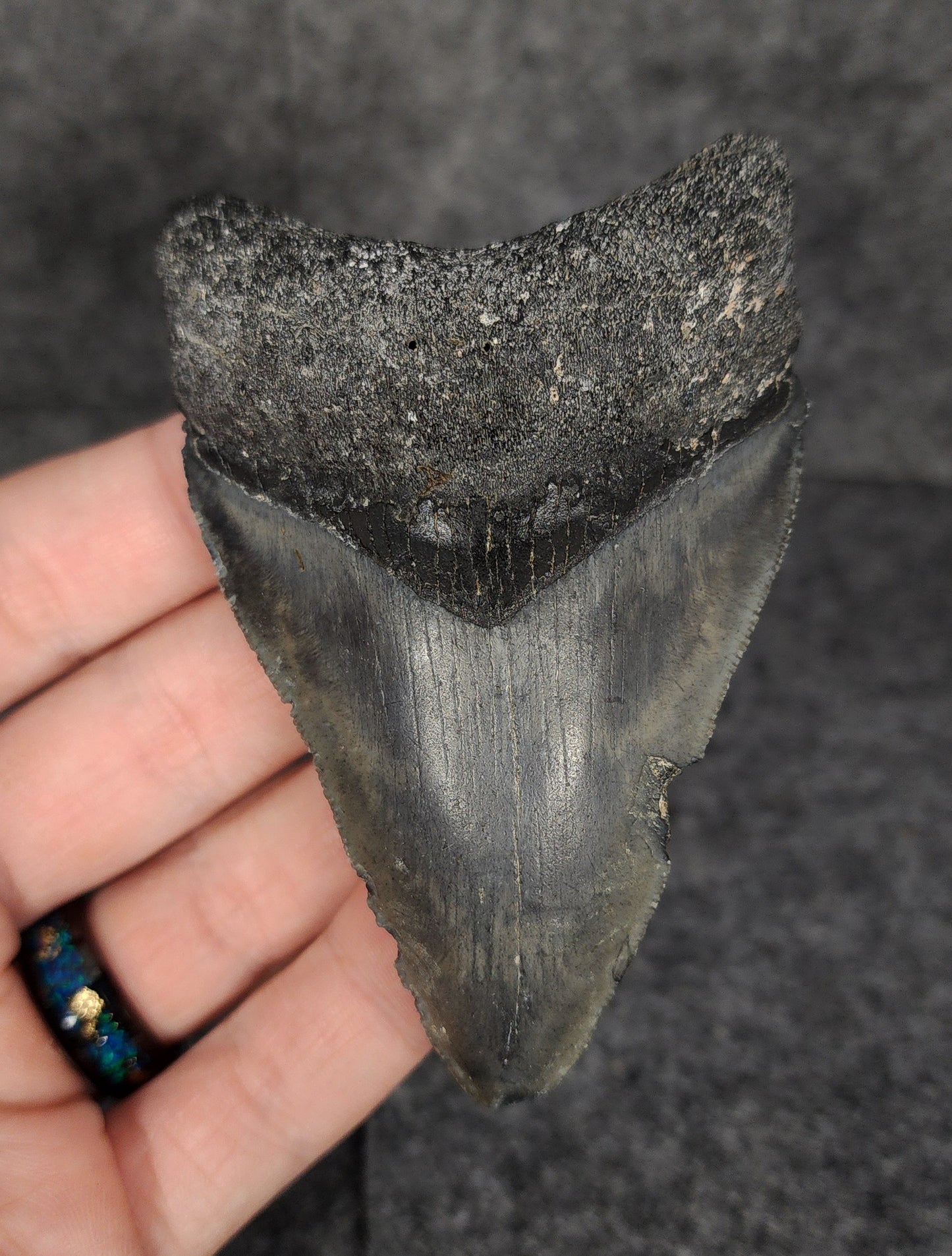 Authentic, 3.65" Fossil Megalodon Tooth - Venice, Florida