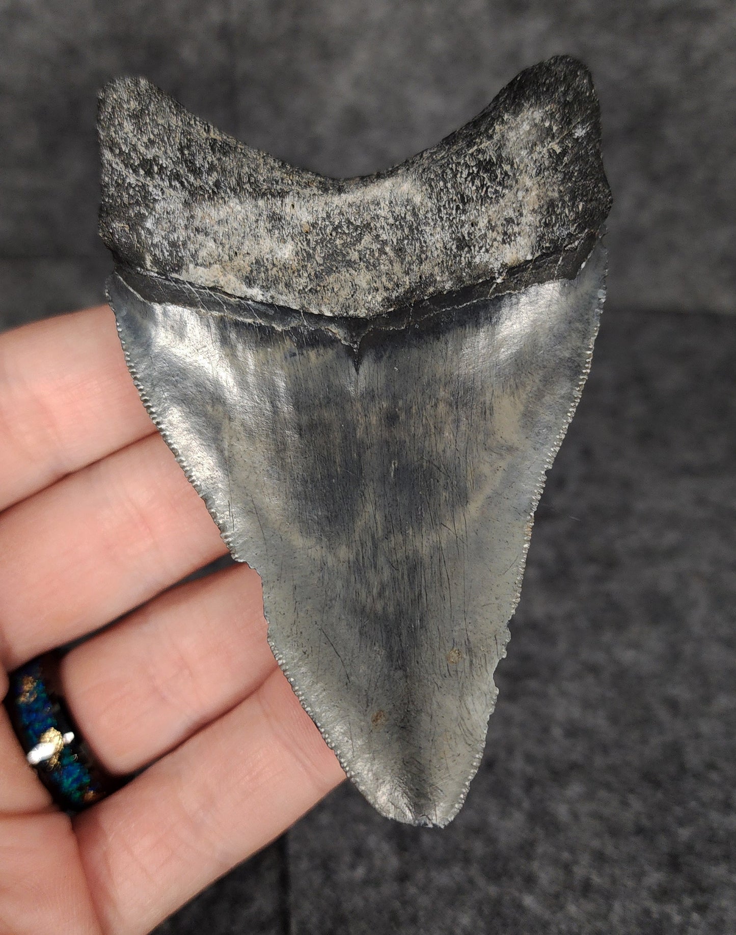 Authentic, 3.65" Fossil Megalodon Tooth - Venice, Florida