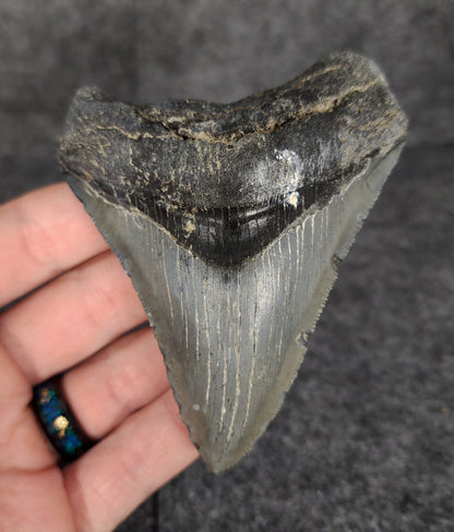 Authentic, 3.74" Fossil Megalodon Tooth - Venice, Florida