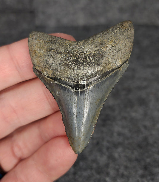 High Quality, 2.31" Fossil Megalodon Tooth - Venice, Florida