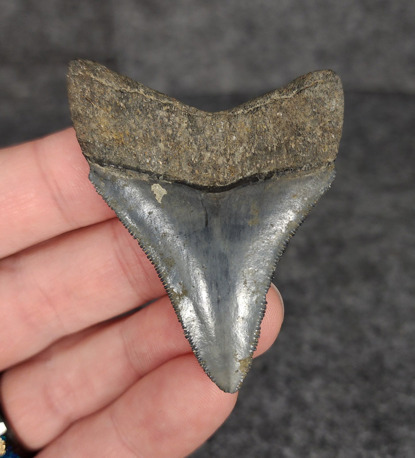 High Quality, 2.31" Fossil Megalodon Tooth - Venice, Florida