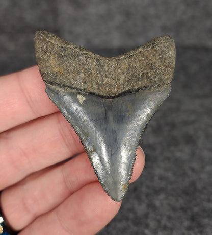 High Quality, 2.31" Fossil Megalodon Tooth - Venice, Florida