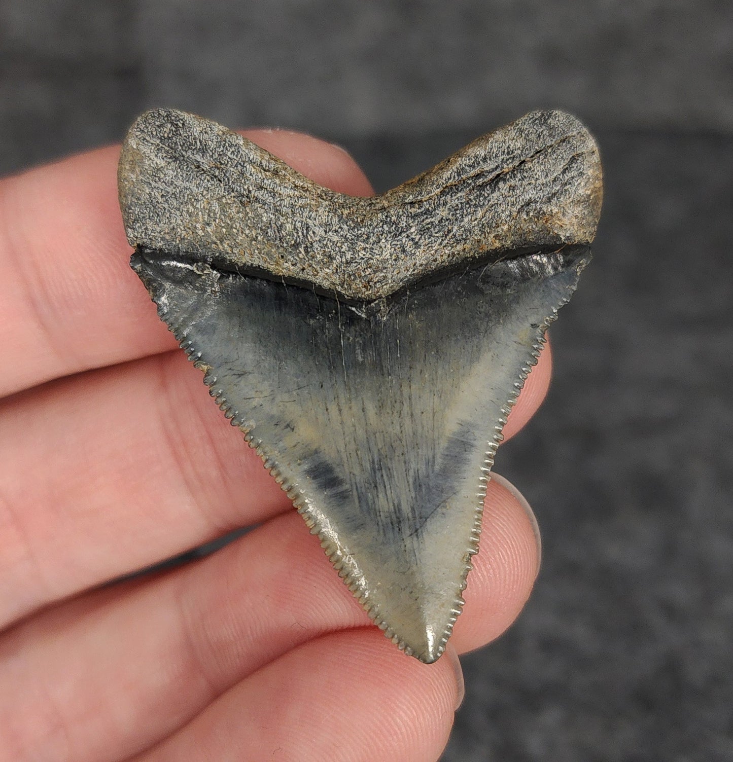 High Quality, 1.80" Fossil Megalodon Tooth - Venice, Florida