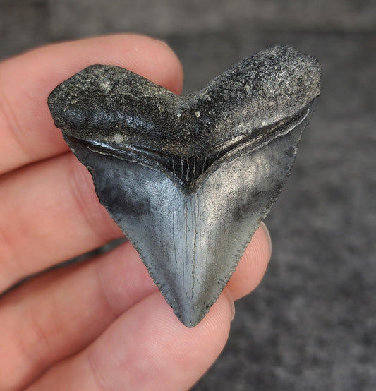 High Quality Hubbell, 1.77" Fossil Megalodon Tooth - Venice, Florida