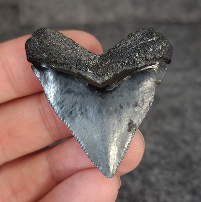 High Quality Hubbell, 1.77" Fossil Megalodon Tooth - Venice, Florida