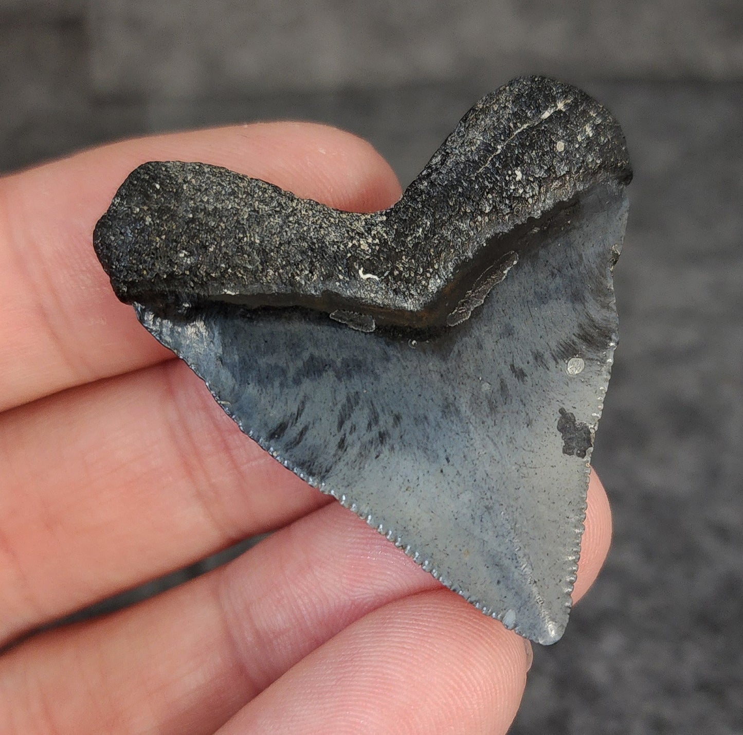 High Quality Hubbell, 1.77" Fossil Megalodon Tooth - Venice, Florida