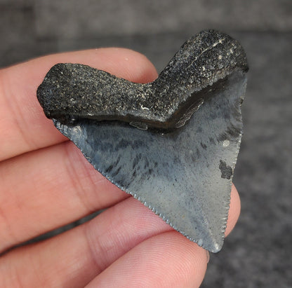 High Quality Hubbell, 1.77" Fossil Megalodon Tooth - Venice, Florida