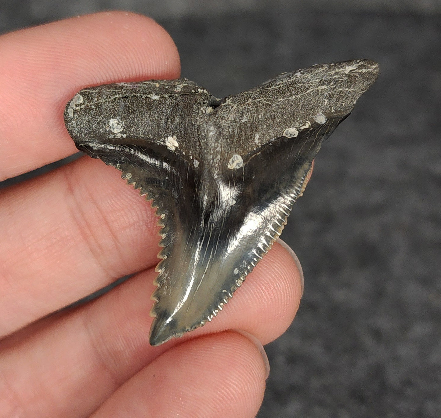 High Quality, 1.78" Fossil Hemipristis Tooth - Venice, Florida