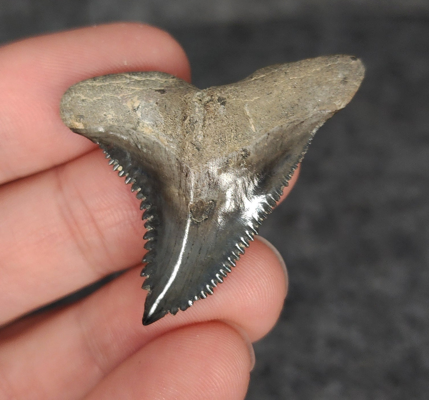 High Quality, 1.70" Fossil Hemipristis Tooth - Venice, Florida