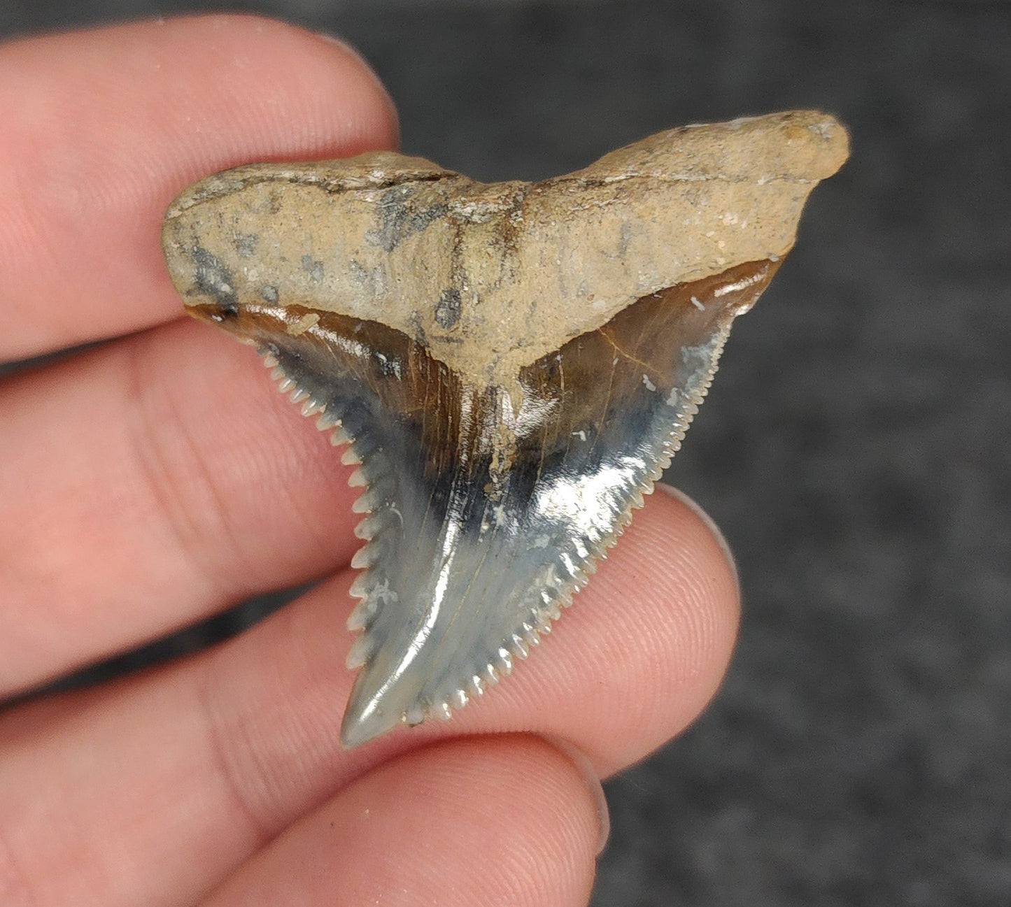 High Quality, 1.64" Fossil Hemipristis Tooth - Venice, Florida