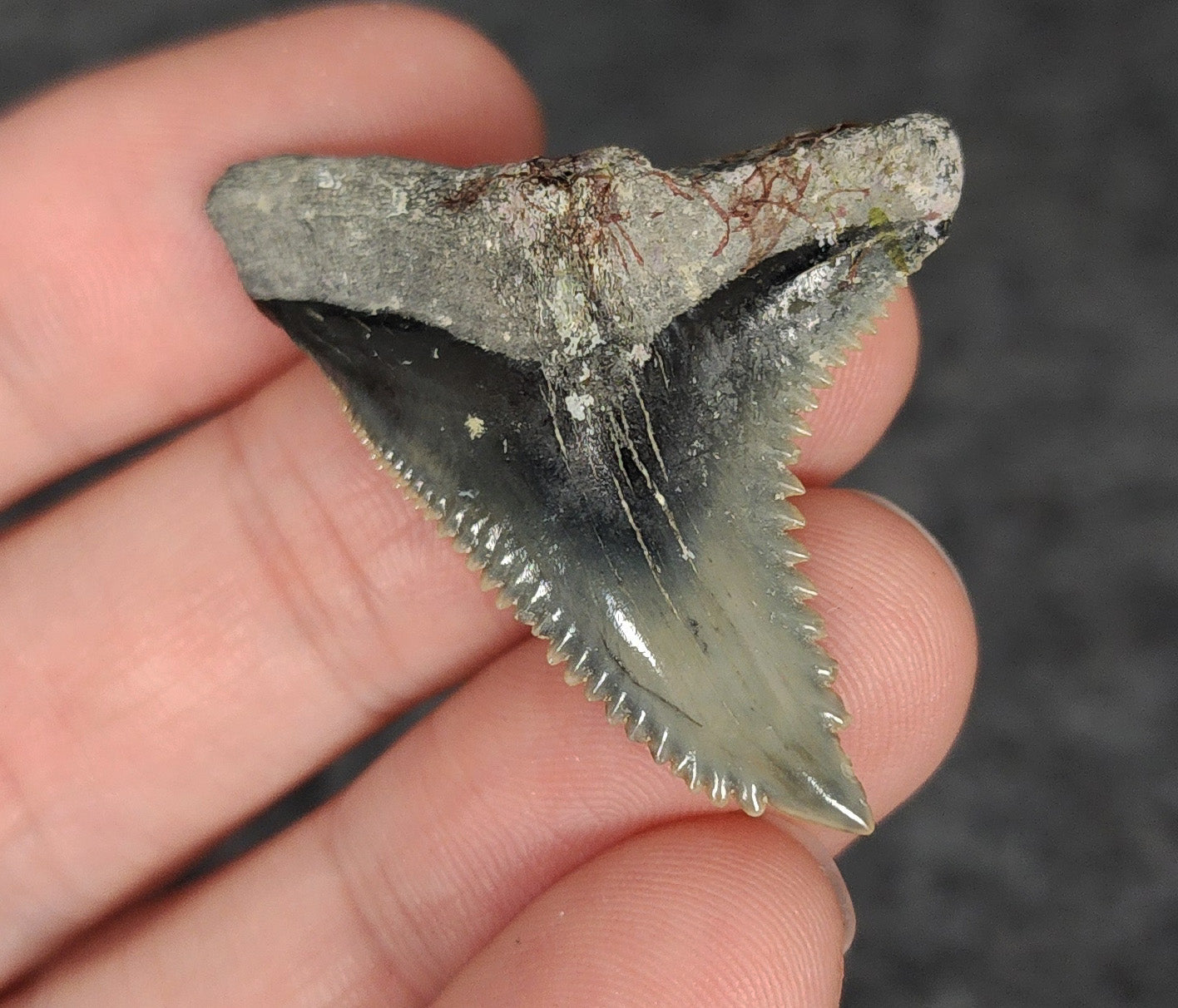 High Quality, 1.68" Fossil Hemipristis Tooth - Venice, Florida