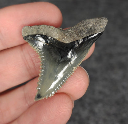 High Quality, 1.68" Fossil Hemipristis Tooth - Venice, Florida