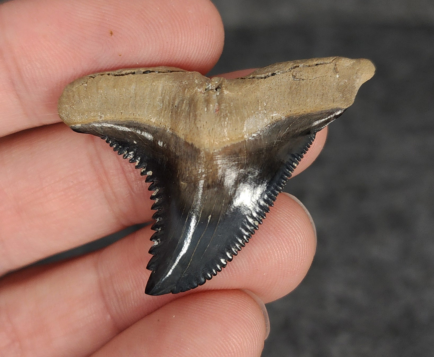 High Quality, 1.65" Fossil Hemipristis Tooth - Venice, Florida