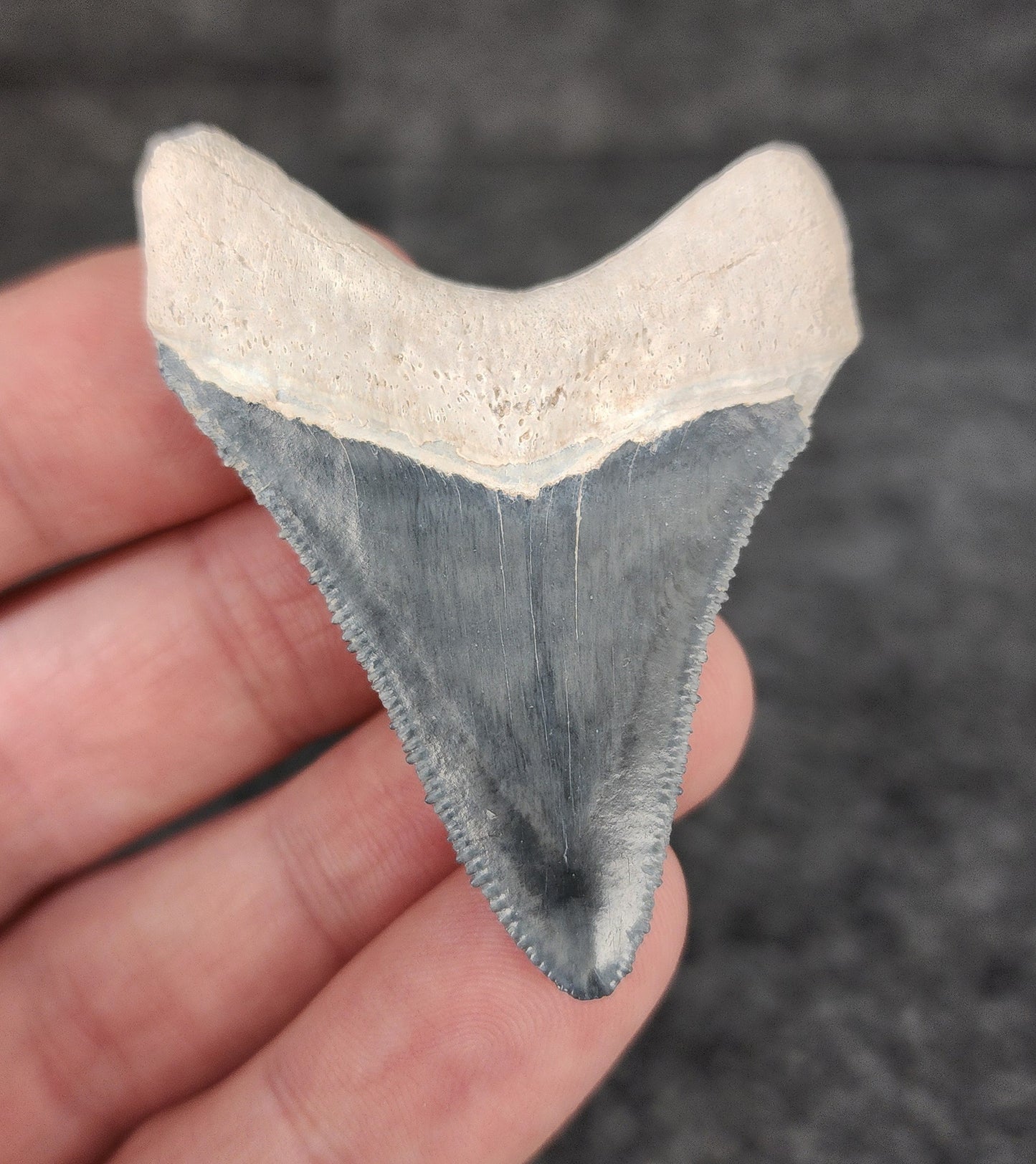 Authentic, 2.10" Fossil Megalodon Tooth - Bone Valley, Florida