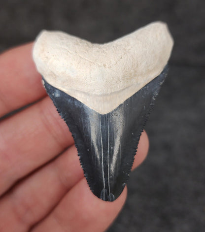 Authentic, 2.04" Fossil Megalodon Tooth - Bone Valley, Florida