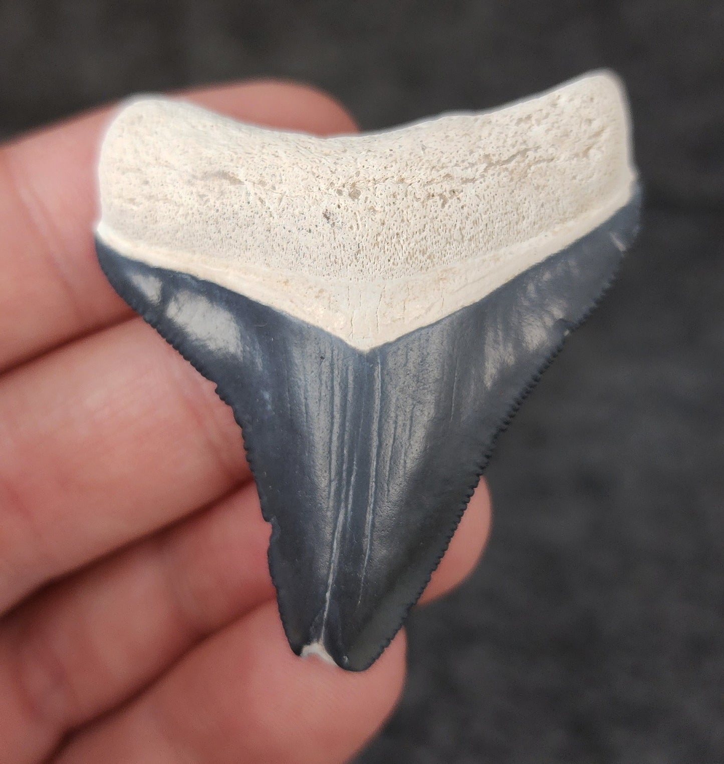 Authentic, 2.04" Fossil Megalodon Tooth - Bone Valley, Florida