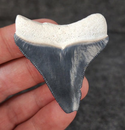 Authentic, 2.04" Fossil Megalodon Tooth - Bone Valley, Florida