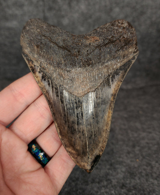 Collector Quality, 4.71" Fossil Megalodon Tooth - Virginia