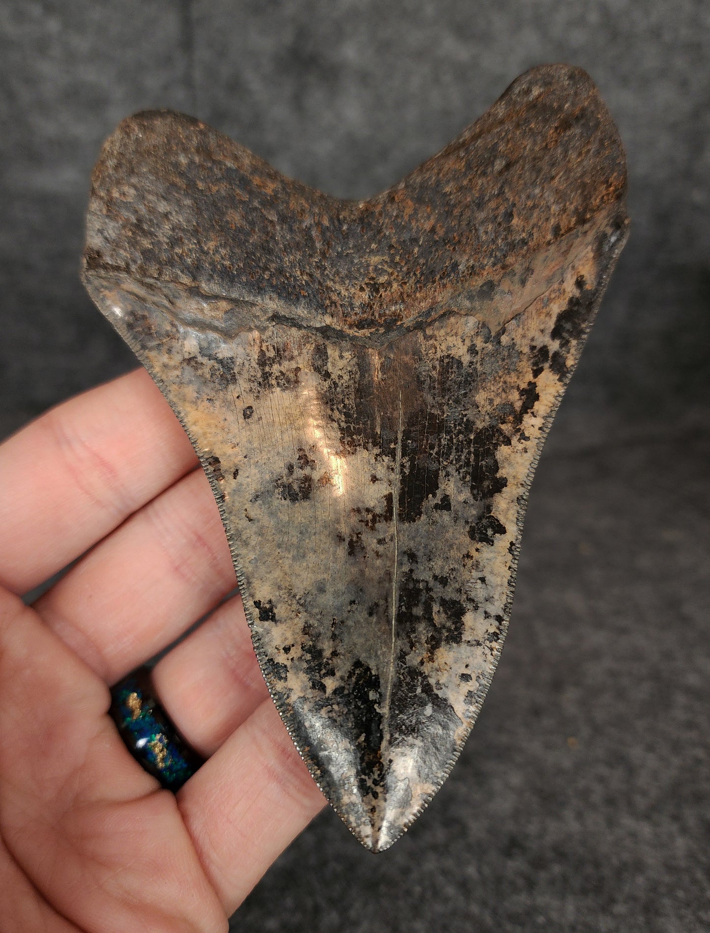 Collector Quality, 4.71" Fossil Megalodon Tooth - Virginia