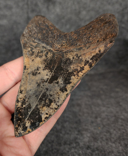 Collector Quality, 4.71" Fossil Megalodon Tooth - Virginia