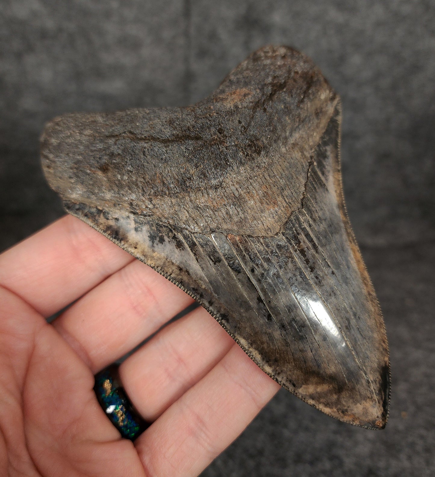 Collector Quality, 4.71" Fossil Megalodon Tooth - Virginia