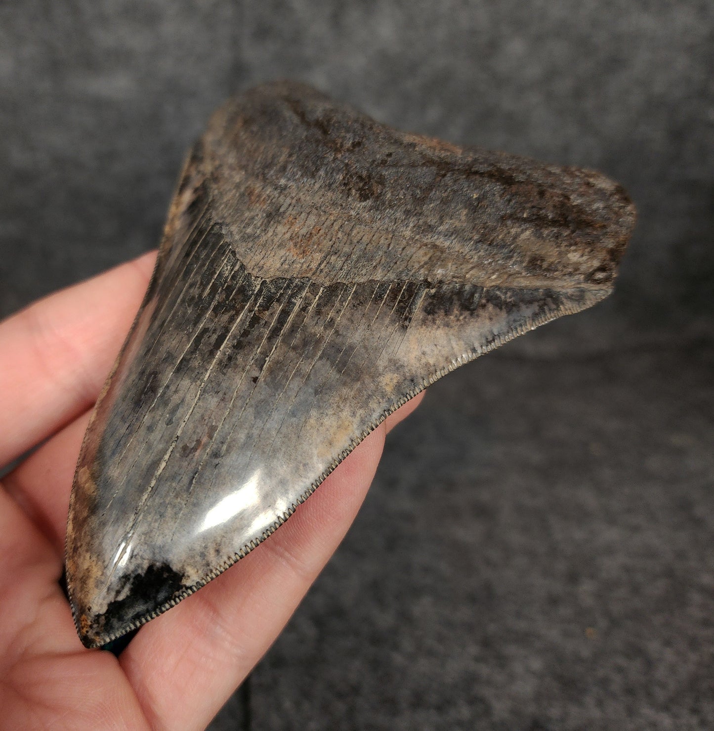 Collector Quality, 4.71" Fossil Megalodon Tooth - Virginia