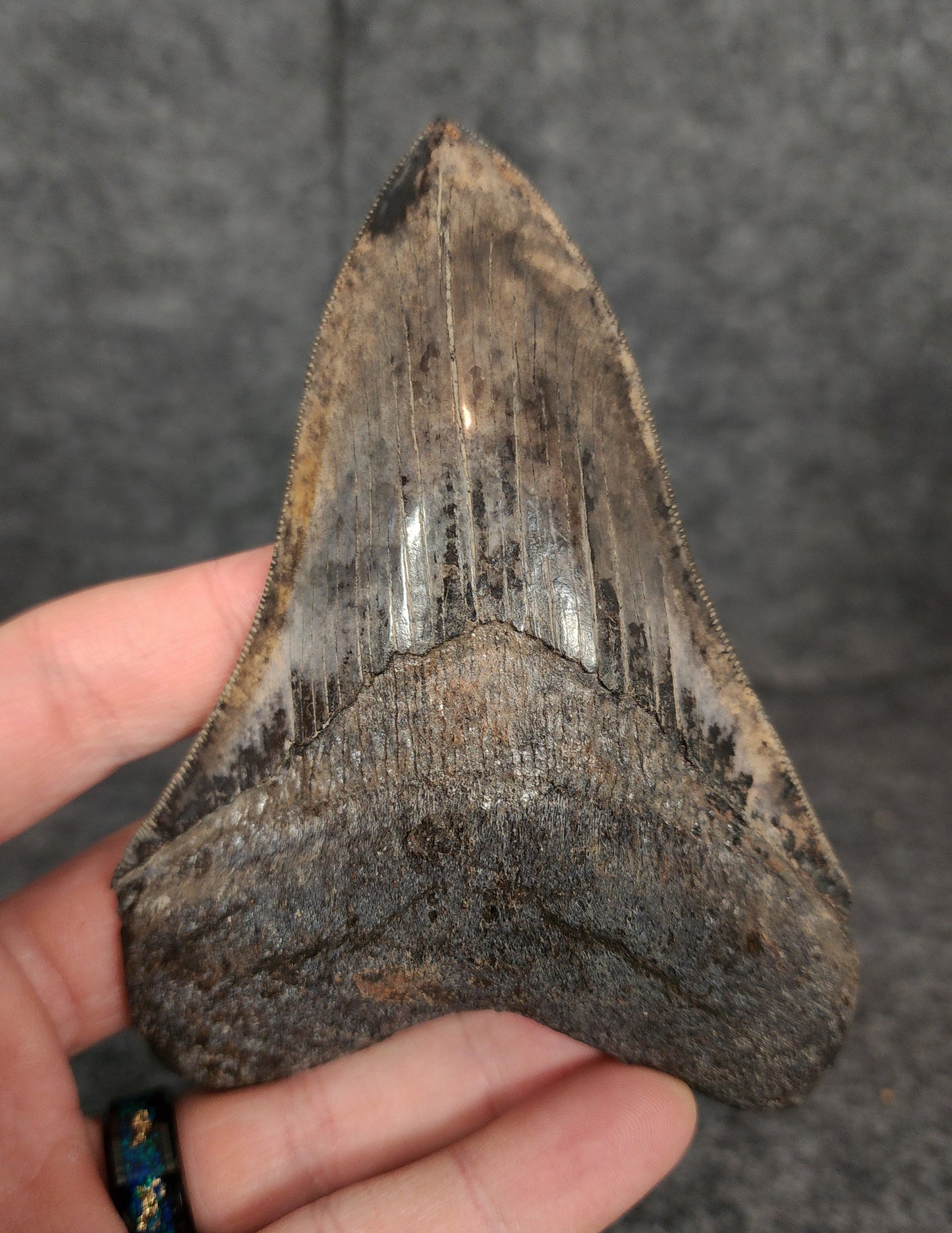 Collector Quality, 4.71" Fossil Megalodon Tooth - Virginia