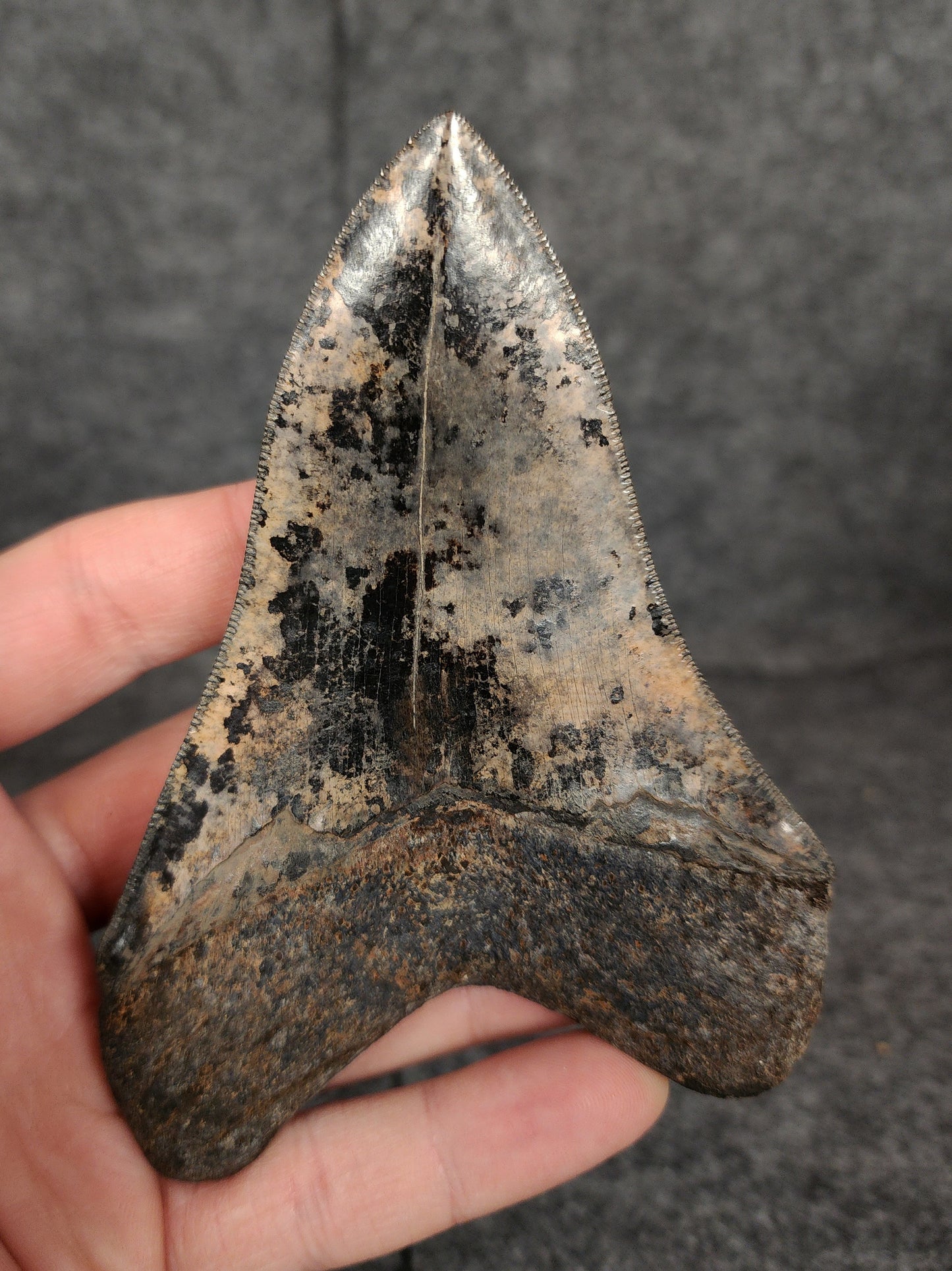 Collector Quality, 4.71" Fossil Megalodon Tooth - Virginia