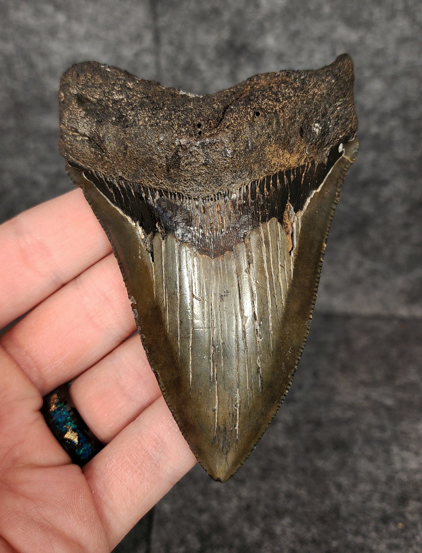 Authentic, 4.20" Fossil Megalodon Tooth - South Carolina