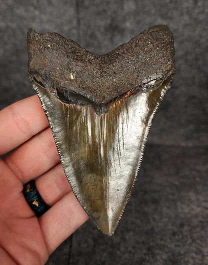 Authentic, 4.20" Fossil Megalodon Tooth - South Carolina