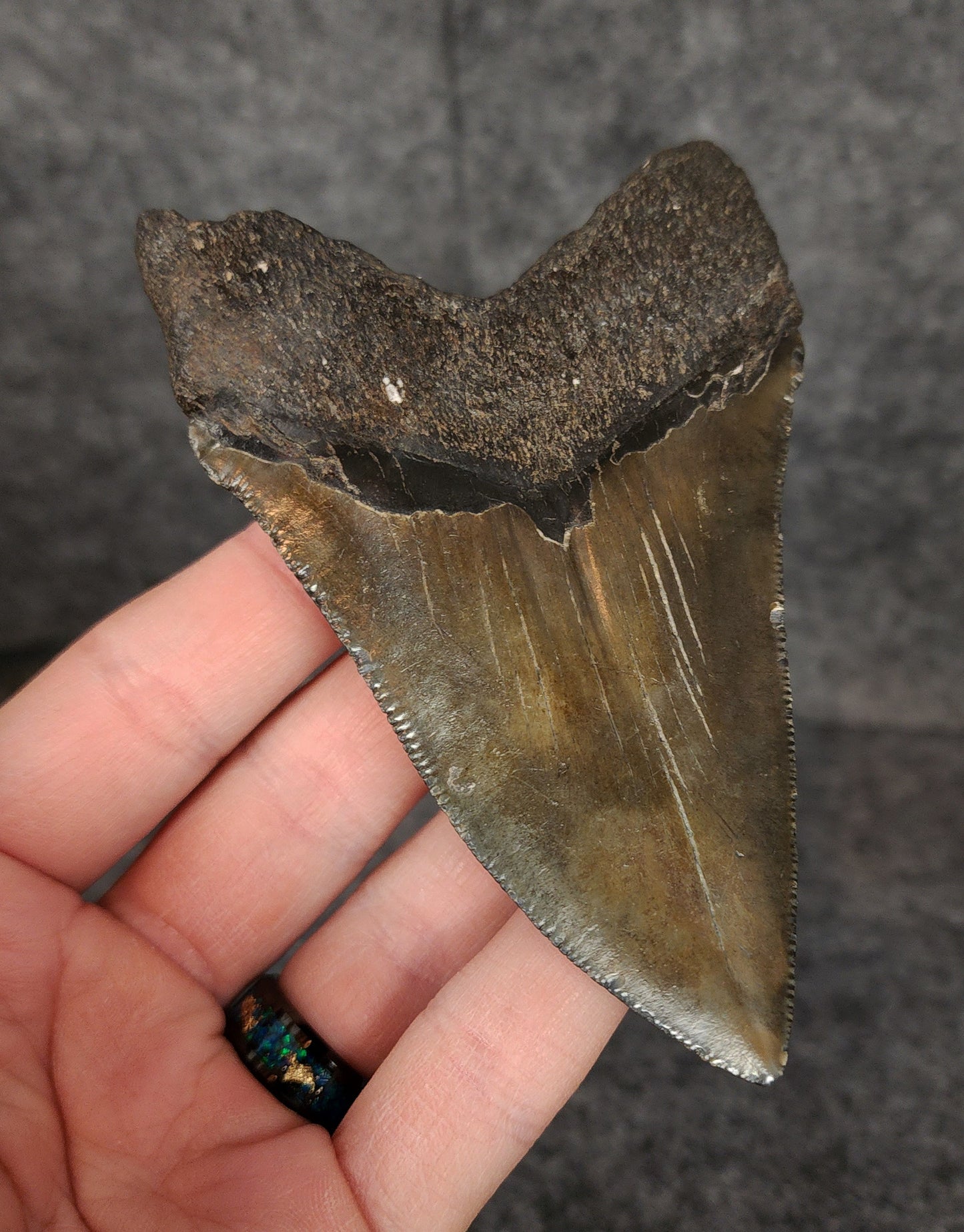 Authentic, 4.20" Fossil Megalodon Tooth - South Carolina