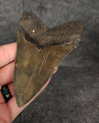 Authentic, 4.20" Fossil Megalodon Tooth - South Carolina