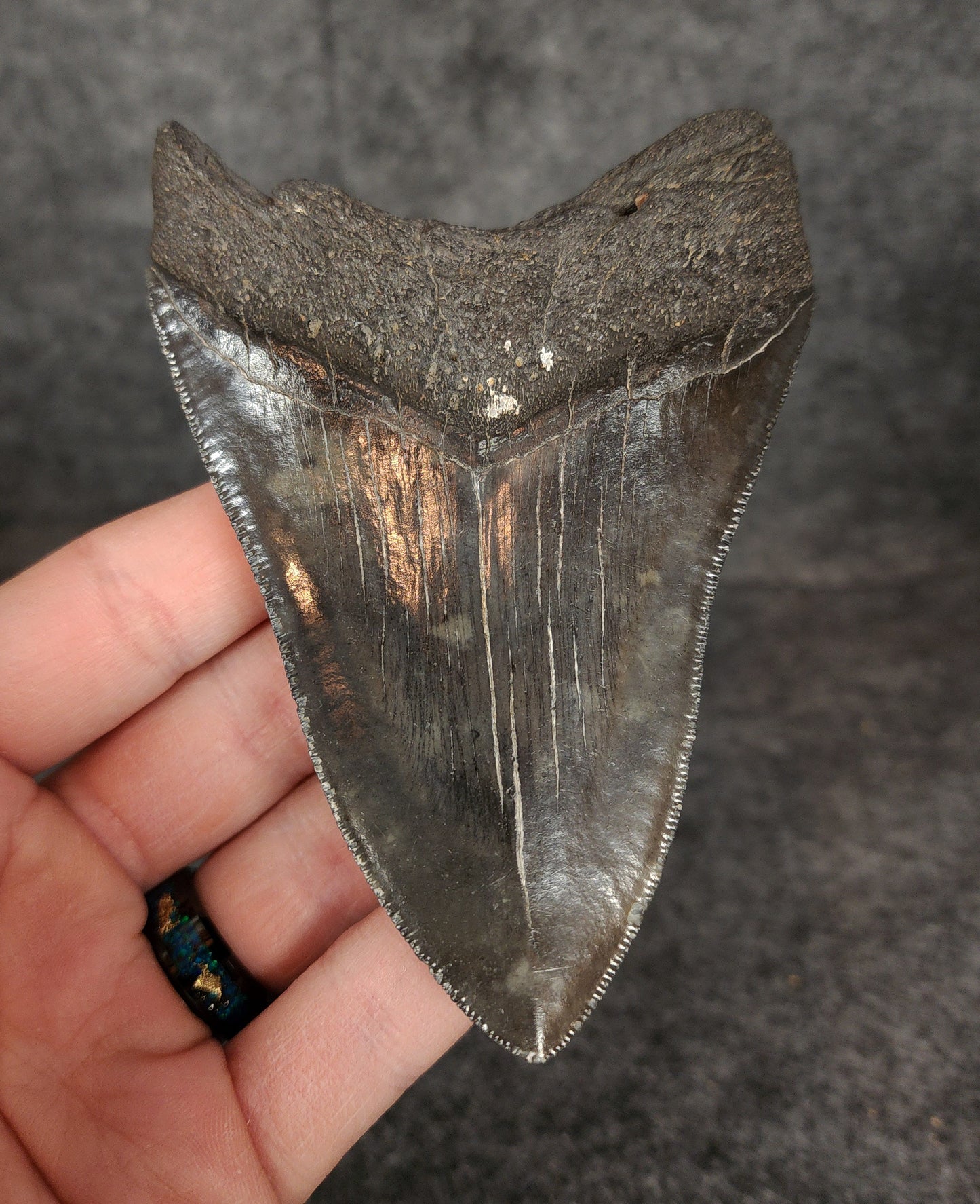 Authentic, 4.33" Fossil Megalodon Tooth - South Carolina