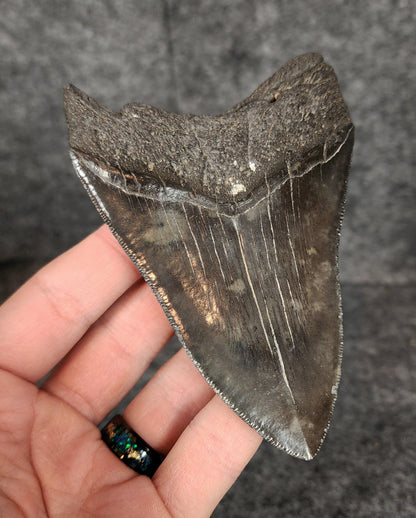 Authentic, 4.33" Fossil Megalodon Tooth - South Carolina