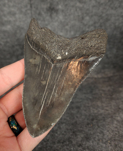 Authentic, 4.33" Fossil Megalodon Tooth - South Carolina