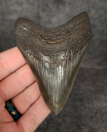 High Quality, 3.68" Fossil Megalodon Tooth - South Carolina