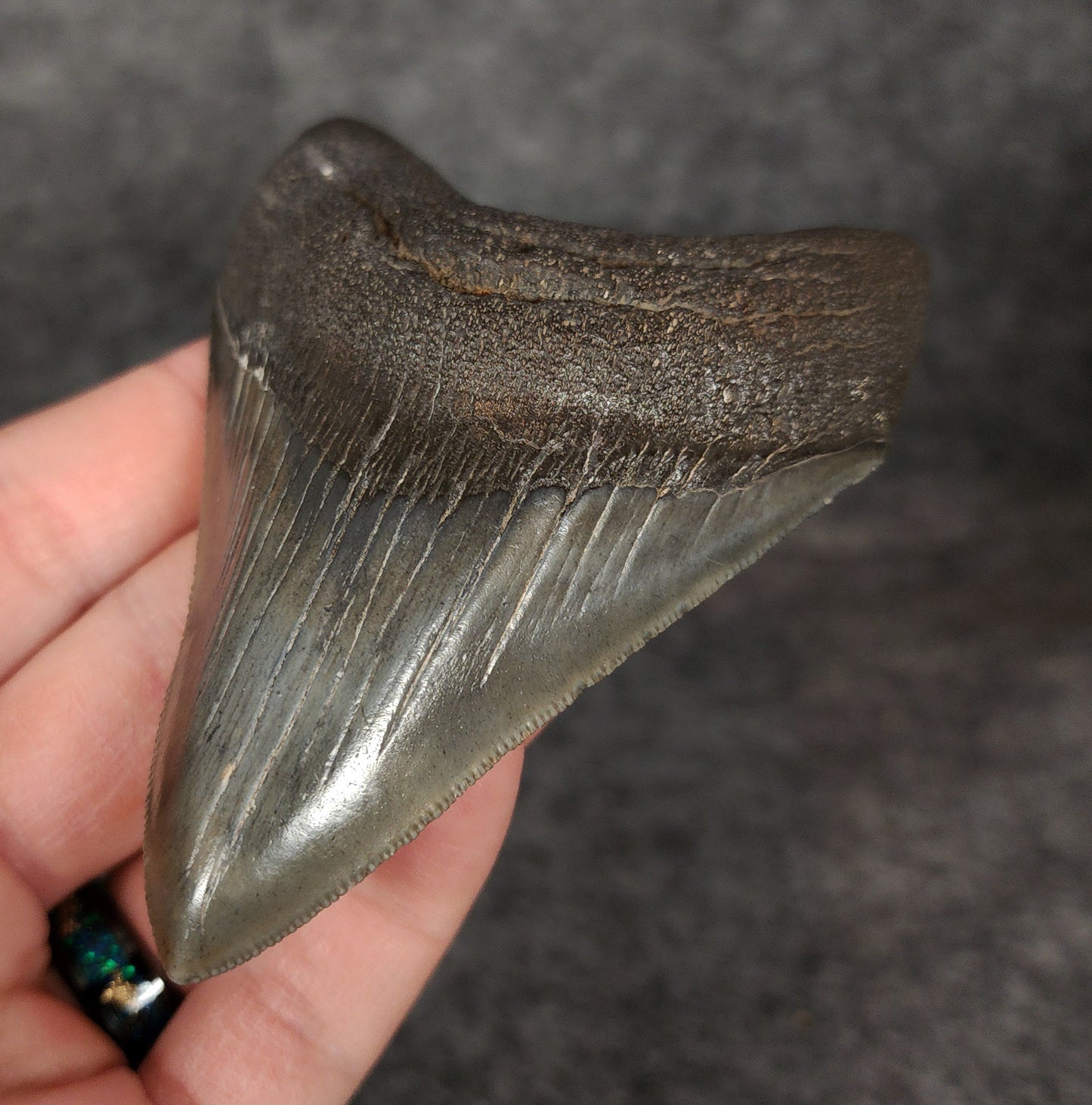 High Quality, 3.68" Fossil Megalodon Tooth - South Carolina