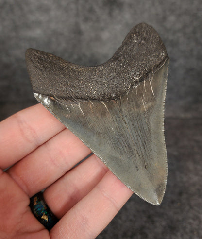 High Quality, 3.68" Fossil Megalodon Tooth - South Carolina