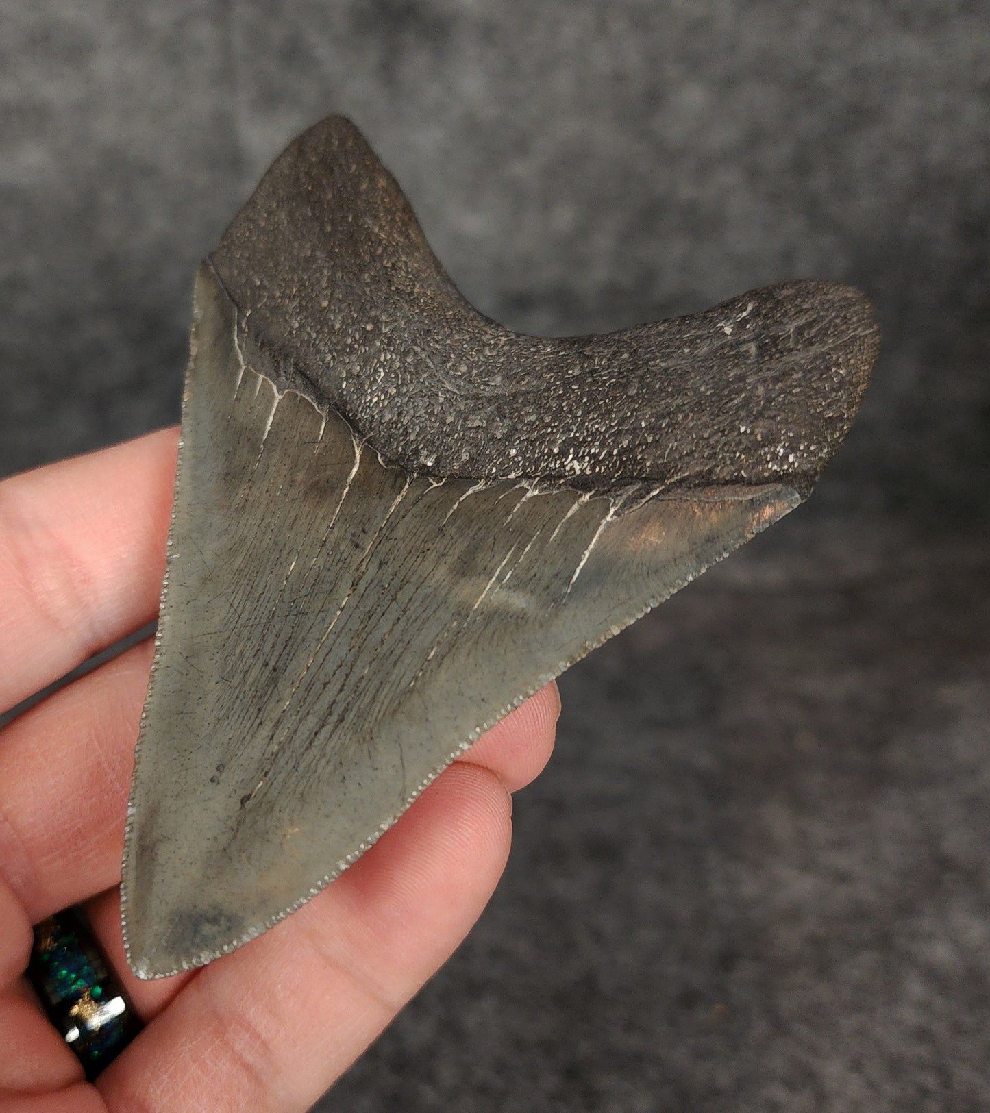 High Quality, 3.68" Fossil Megalodon Tooth - South Carolina