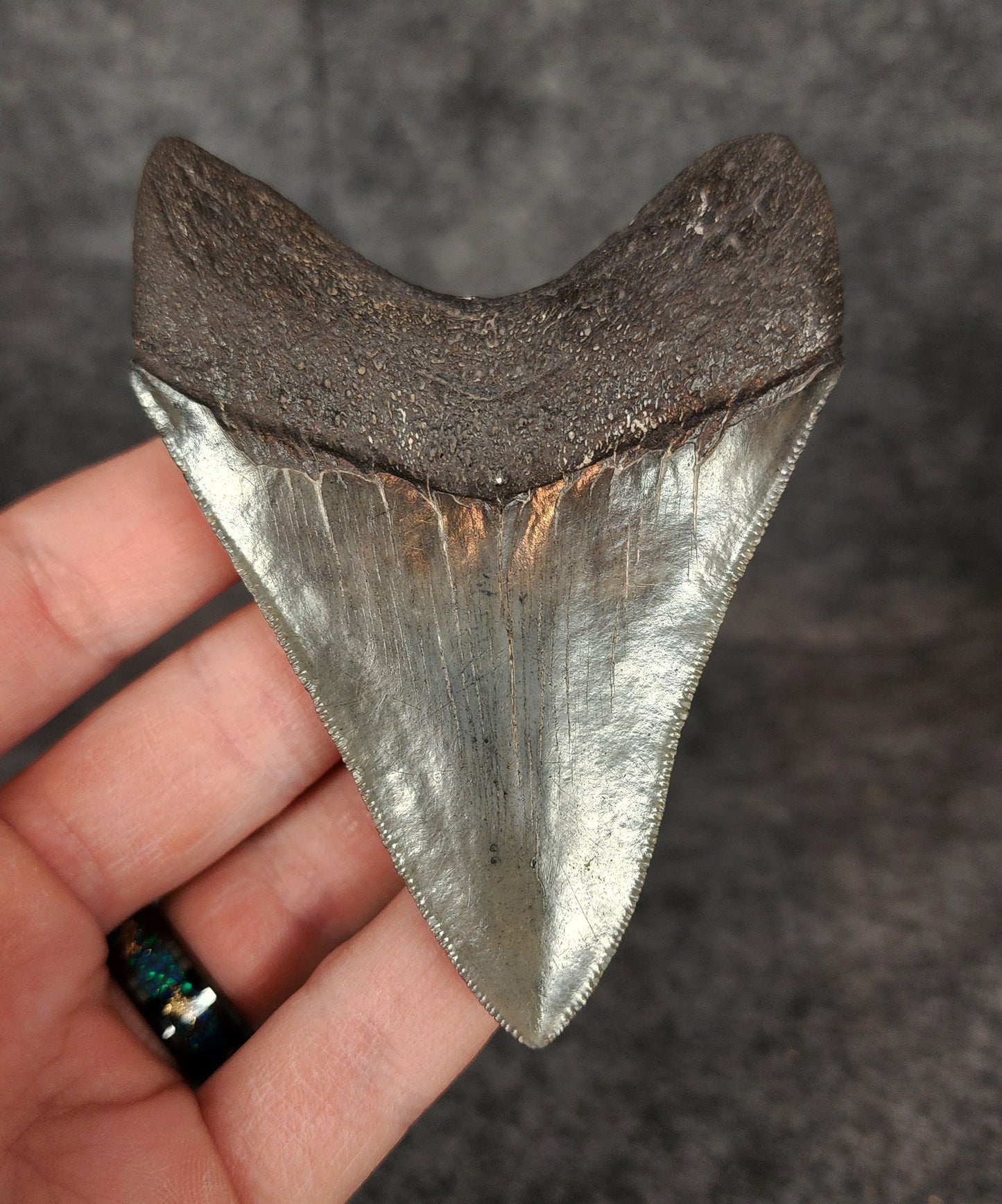 High Quality, 3.68" Fossil Megalodon Tooth - South Carolina