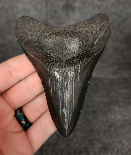 Authentic, 4.17" Fossil Megalodon Tooth - South Carolina