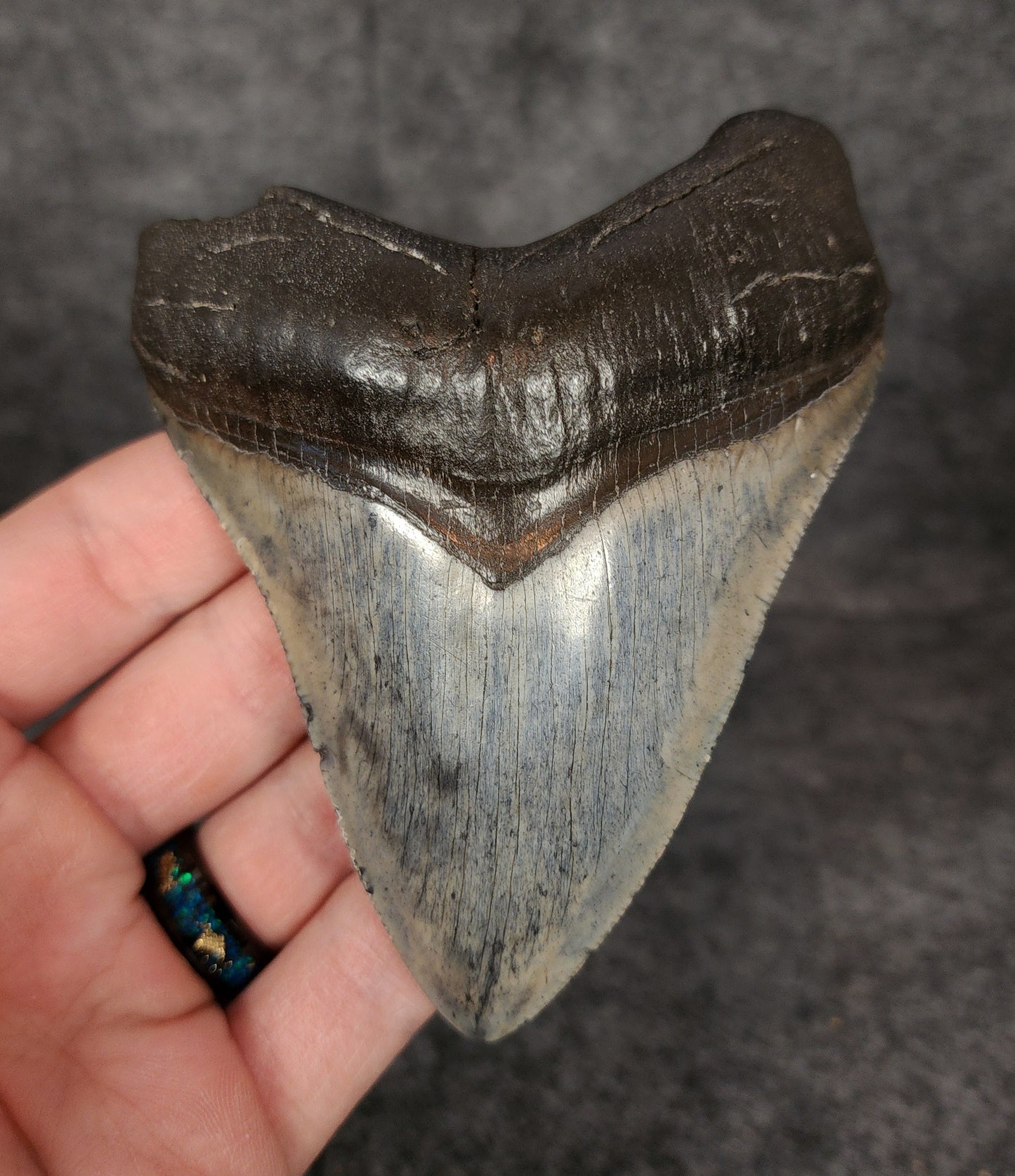 Authentic, 4.24" Fossil Megalodon Tooth - South Carolina