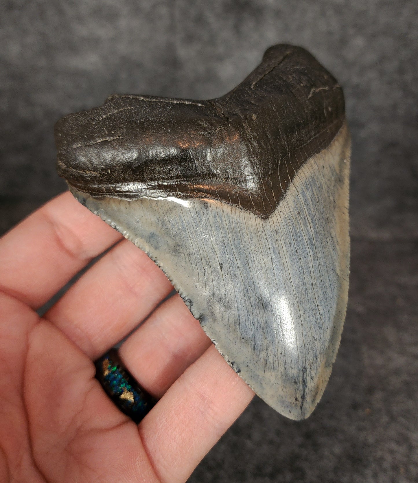 Authentic, 4.24" Fossil Megalodon Tooth - South Carolina