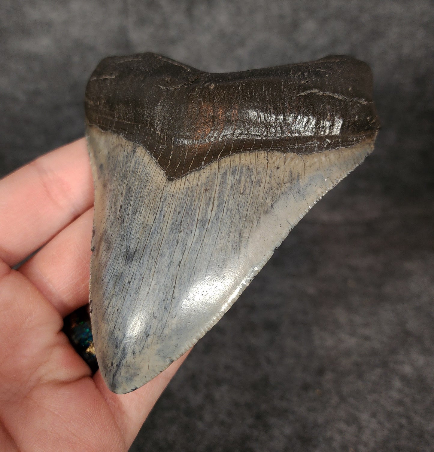 Authentic, 4.24" Fossil Megalodon Tooth - South Carolina